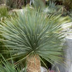 Yucca Rostrata Ou Yucca Bleu
