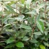 Elaeagnus X Ebbingei Ou Chalef De Ebbing