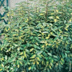 Elaeagnus X Ebbingei ‘Limelight’ Ou Chalef De Ebbing Panaché
