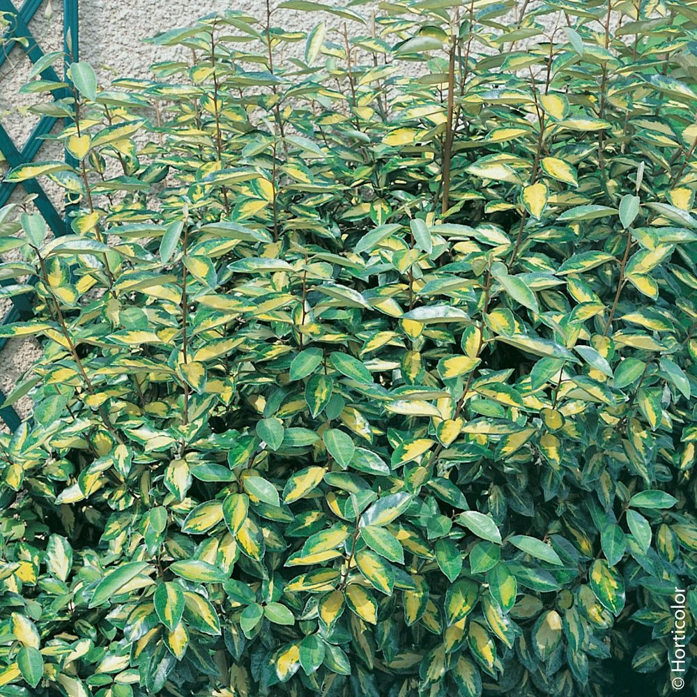 Elaeagnus X Ebbingei ‘Limelight’ Ou Chalef De Ebbing Panaché 1 Elaeagnus X Ebbingei ‘Limelight’ Ou Chalef De Ebbing Panaché