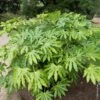 Fatsia Japonica Ou Aralia Sieboldii