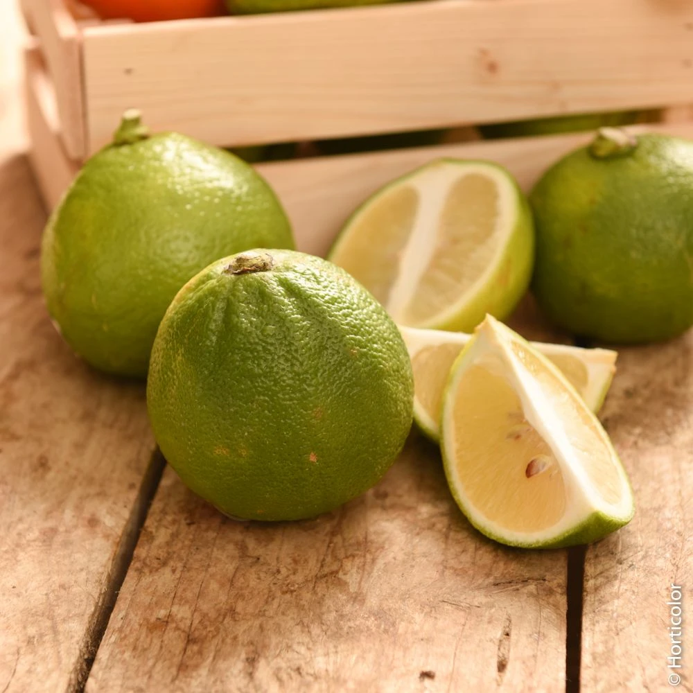 Bergamotier, Bergamote Ou Citrus Bergemia 2 Bergamotier, Bergamote Ou Citrus Bergemia – Image 2