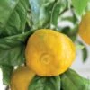 Citron Yuzu Ou Citrus X Junos