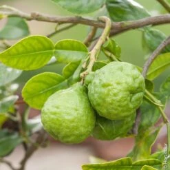 Citron Combava Ou Citrus Hystrix