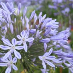 Agapanthe Semi-naine Vallée De La Belle