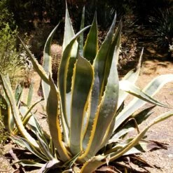 Agave D’Amérique Panaché Ou Agave Americana ‘Variegata’ 5 Agave D’Amérique Panaché Ou Agave Americana ‘Variegata’ -Jardin Entretien Magasin agave americana variegata pixabay gratuit desert 190042 carr