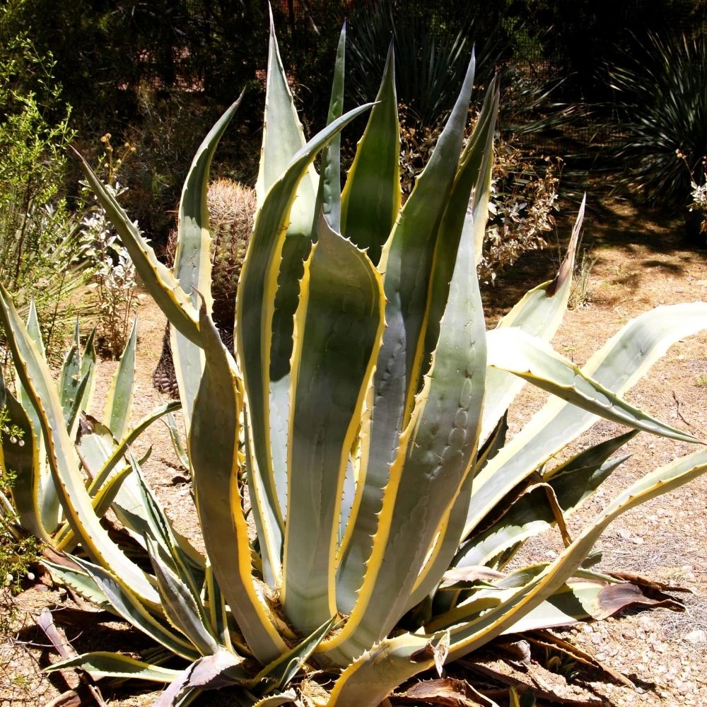 Agave D’Amérique Panaché Ou Agave Americana ‘Variegata’ 3 Agave D’Amérique Panaché Ou Agave Americana ‘Variegata’ – Image 3
