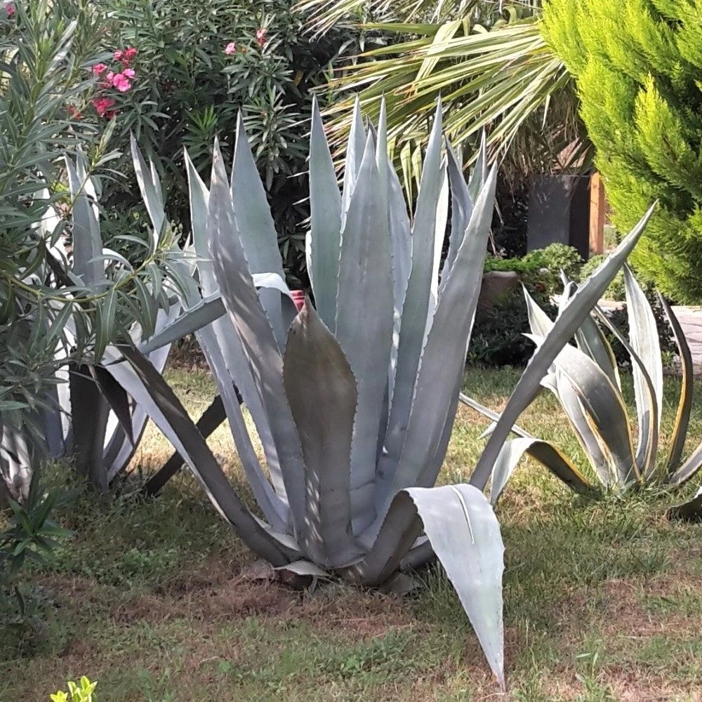 Agave D’Amérique Ou Agave Americana 2 Agave D’Amérique Ou Agave Americana – Image 2