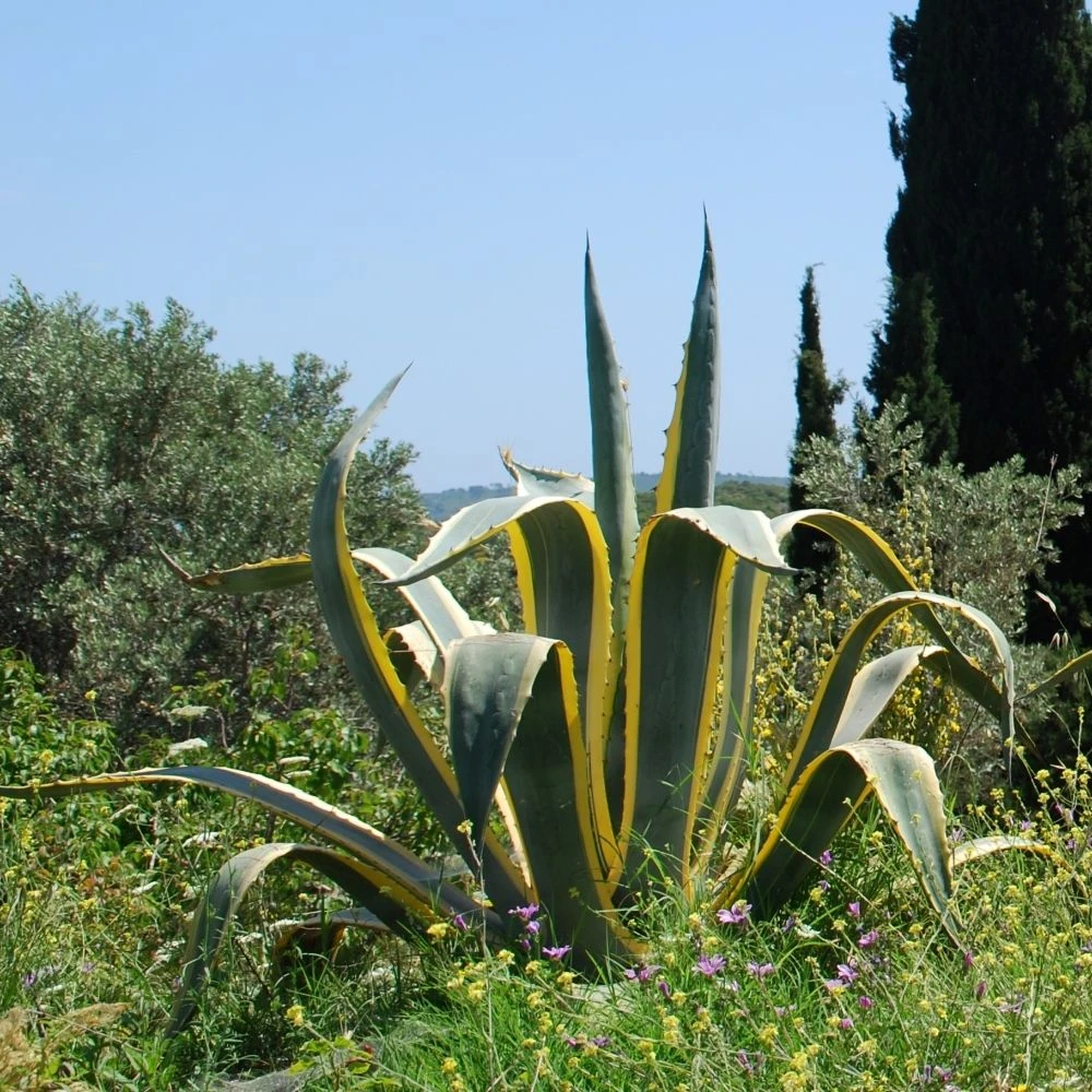 Agave D’Amérique Panaché Ou Agave Americana ‘Variegata’ 2 Agave D’Amérique Panaché Ou Agave Americana ‘Variegata’ – Image 2
