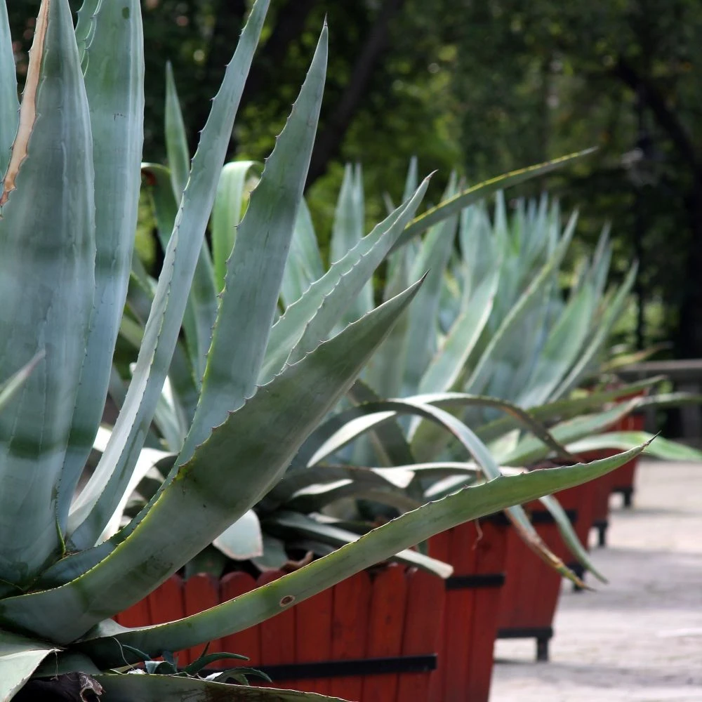 Agave D’Amérique Ou Agave Americana 3 Agave D’Amérique Ou Agave Americana – Image 3