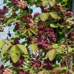 Akebia Quinata, Akébie à Cinq Feuilles