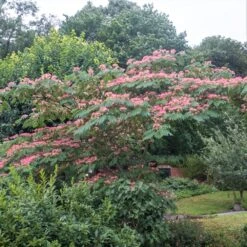 Arbre De Soie, Acacia De Constantinople Ou Albizia Julibrissin -Jardin Entretien Magasin albizia julibrissin situation pixabay gratuit 5974927 carr