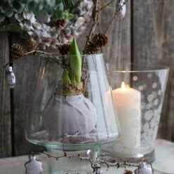 Amaryllis Cirée De Noël