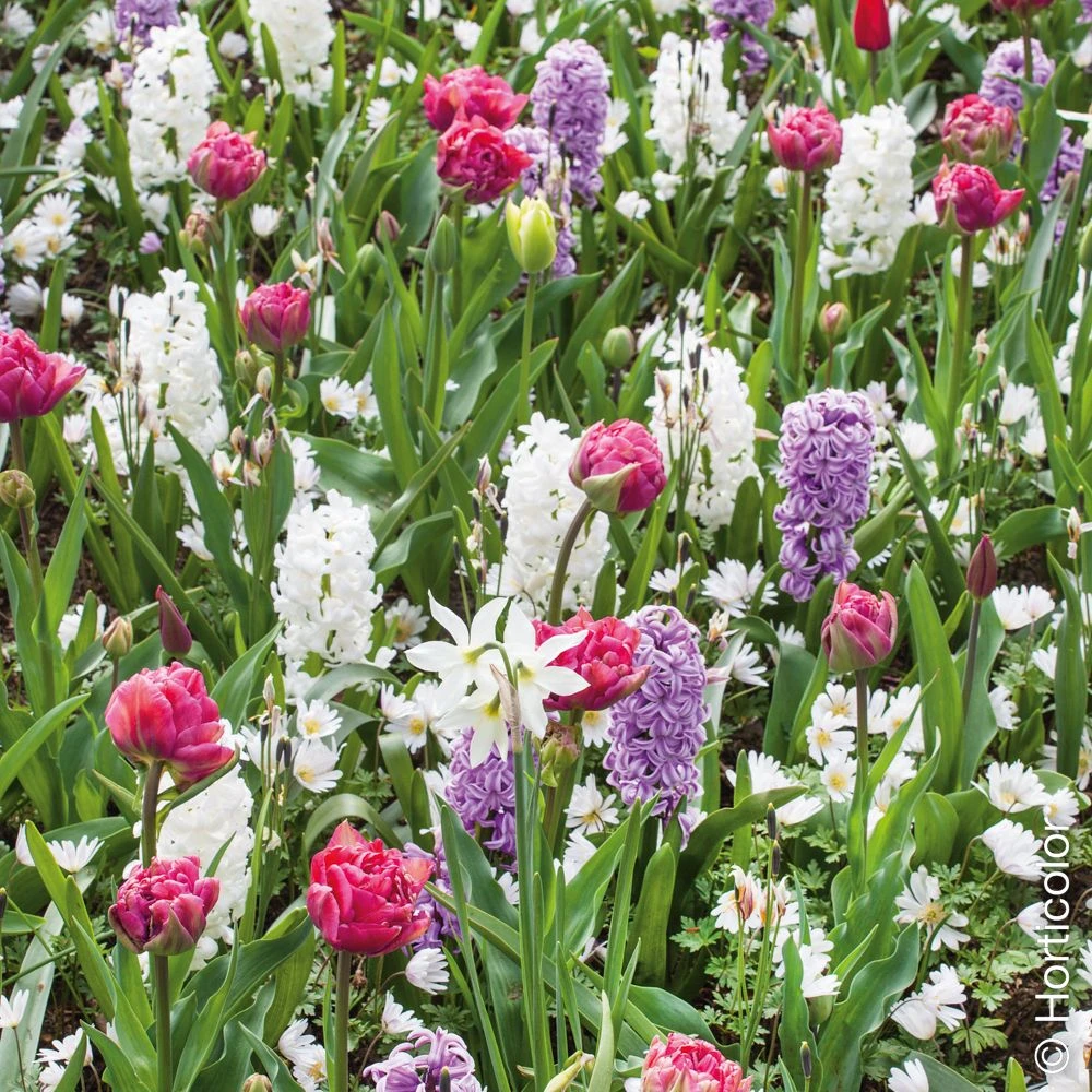 Assortiment Diane : Jacinthes + Tulipe + Narcisse