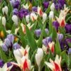 Assortiment Ninon : Tulipes Hâtives + Crocus
