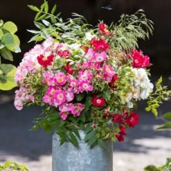 Rosier FRIENDLY ® Purple Meicosme -Jardin Entretien Magasin bouquet 2020 00069 1000 1