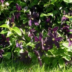 Clématite Ou Clematis X ‘Romantika’ -Jardin Entretien Magasin cl matite romantika dans rosier grimpant p pini res travers 7 1000