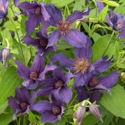 Clématite Arbustive SAPHYRA ® Violetta 7 Clématite Arbustive SAPHYRA ® Violetta -Jardin Entretien Magasin cl matite saphyra violetta cleminov32 p pini res travers 1 t1000