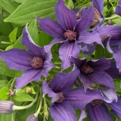 Clématite Arbustive SAPHYRA ® Violetta 6 Clématite Arbustive SAPHYRA ® Violetta -Jardin Entretien Magasin cl matite saphyra violetta cleminov32 p pini res travers 5 t1000