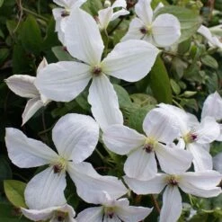 Clématite FOREVER FRIENDS ® Zofofri -Jardin Entretien Magasin clematite forever friends p pini res travers 33 1000