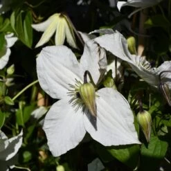 Clématite FOREVER FRIENDS ® Zofofri -Jardin Entretien Magasin clematite forever friends p pini res travers 46 1000