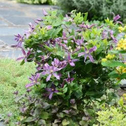 Clématite Arbustive SAPHYRA ® Estrella -Jardin Entretien Magasin clematite saphyra estrella en massif p pini res travers 5 t1000