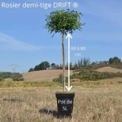Rosier Demi-tige Semi-retombant Peach DRIFT ® Meiggili -Jardin Entretien Magasin demi tige 60 80cm drift 2
