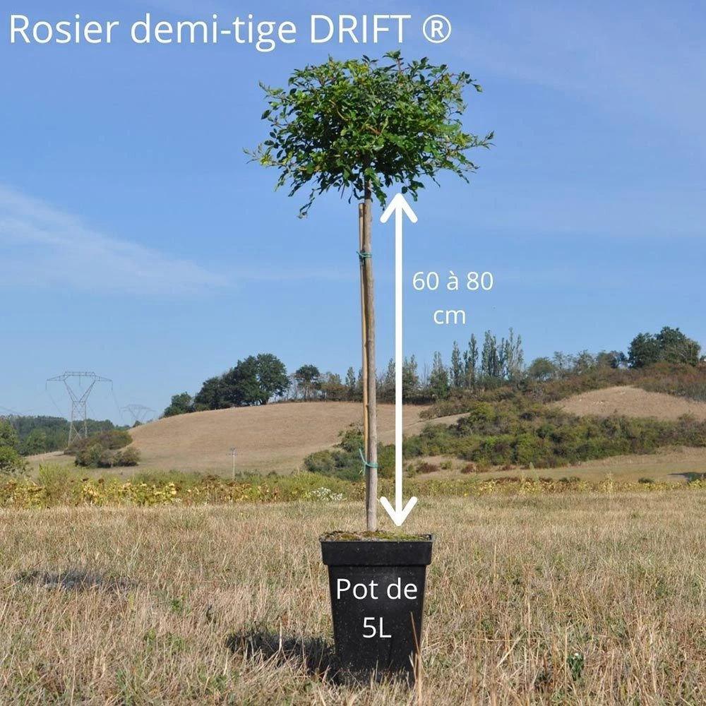 Rosier Demi-tige Semi-retombant Sweet DRIFT ® Meiswetdom 3 Rosier Demi-tige Semi-retombant Sweet DRIFT ® Meiswetdom – Image 3