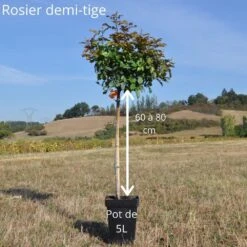 Rosier Demi-tige Cherry BONICA ® Meipeporia -Jardin Entretien Magasin demi tige 60 80cm fleurs group es ou paysager 2