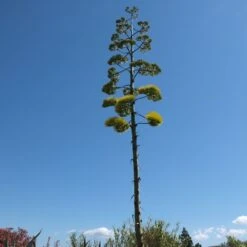 Agave D’Amérique Ou Agave Americana 7 Agave D’Amérique Ou Agave Americana -Jardin Entretien Magasin fleurs agave pixabay gratuit 411983 carr
