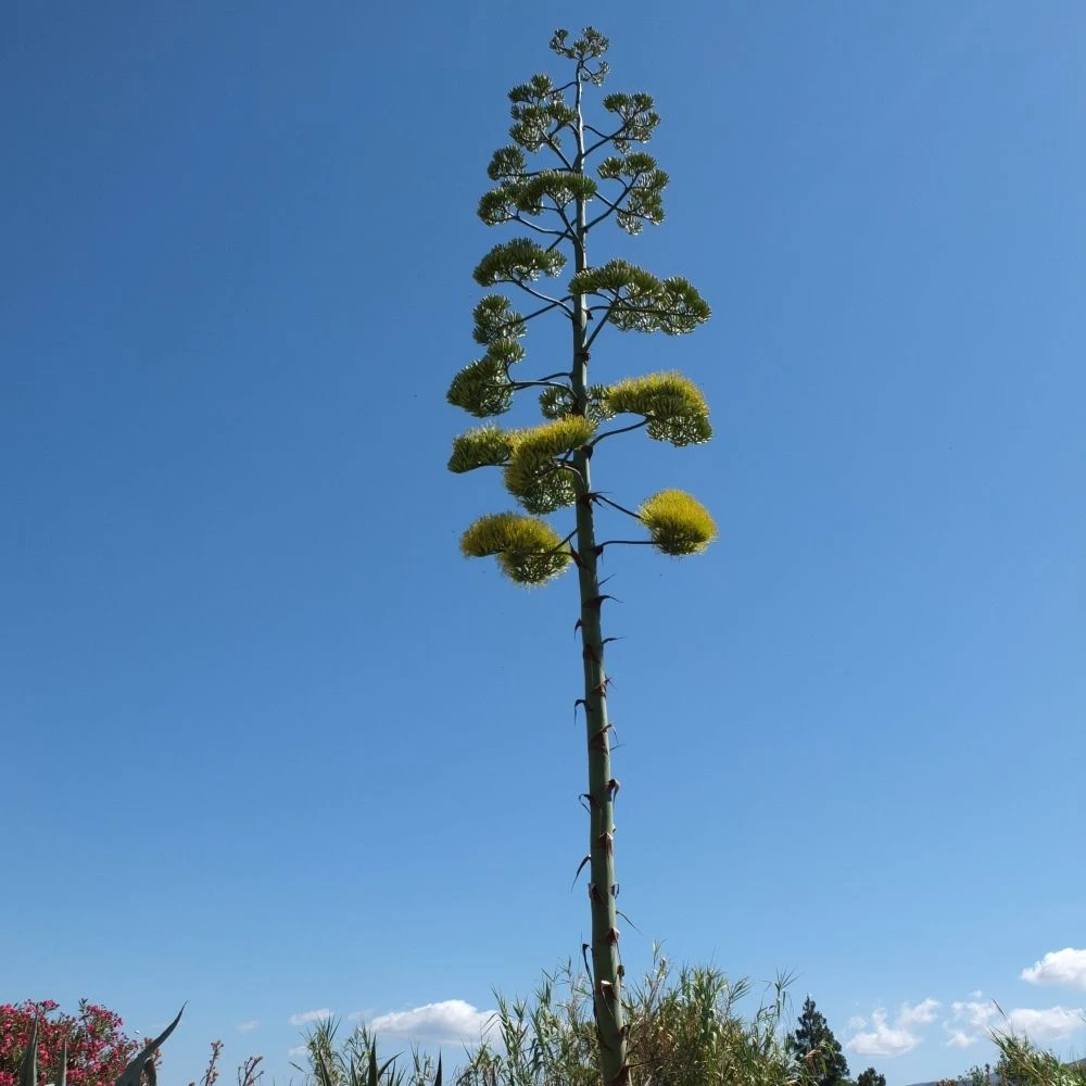 Agave D’Amérique Ou Agave Americana 4 Agave D’Amérique Ou Agave Americana – Image 4