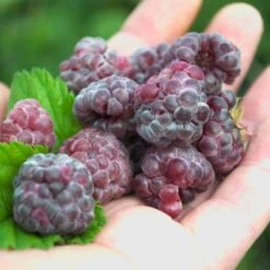 Framboisier Ou Rubus X Glen Coe (non Remontant) -Jardin Entretien Magasin framboisier glen coe 30 1000