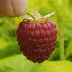 Framboisier Ou Rubus Idaeus GROOVY ® Jdeboer005 -Jardin Entretien Magasin framboisier groovy jdeboer005 p pini res travers 13 1000