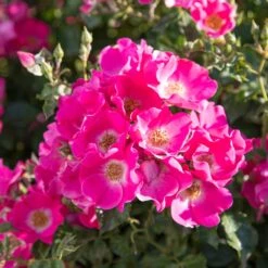 Rosier FRIENDLY ® Purple Meicosme