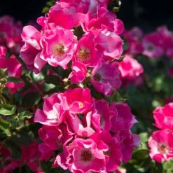 Rosier FRIENDLY ® Purple Meicosme -Jardin Entretien Magasin friendly purple var. meicome vycomte 2020 00019 1000