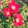 Rosier FRIENDLY ® Red Meiariba