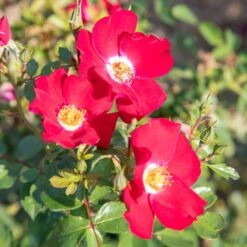 Rosier FRIENDLY ® Red Meiariba
