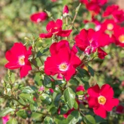 Rosier FRIENDLY ® Red Meiariba -Jardin Entretien Magasin friendly red var. meiariba vytesse 2020 00006 clicclac web 1000