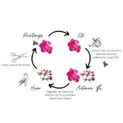 Rosier FRIENDLY ® Red Meiariba -Jardin Entretien Magasin friendly r sch ma page 001 1000 2