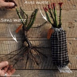 Rosier BELLES RIVES ® Meizolnil -Jardin Entretien Magasin grandes fleurs t1000 non contractuelle 13