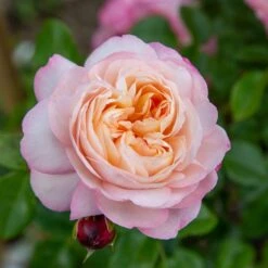 Rosier Grimpant DAVID HOCKNEY ® Meibritty -Jardin Entretien Magasin grimpant david hockney meibritty le cap mi 1000