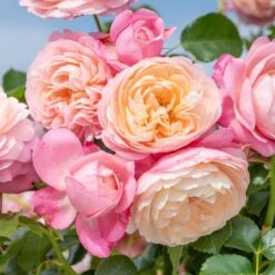 Rosier Grimpant DAVID HOCKNEY ® Meibritty -Jardin Entretien Magasin grimpant david hockney meibritty mi nr 2022 009 2 hd 1000