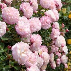 Rosier Grimpant DAVID HOCKNEY ® Meibritty -Jardin Entretien Magasin grimpant david hockney meibritty paliss ambiance mi 1000