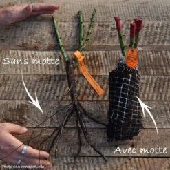 Rosier Grimpant COCKTAIL ® Meimick -Jardin Entretien Magasin grimpants t1000 non contractuelle 7