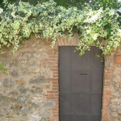Lierre D'Alger Panaché Ou Hedera Algeriensis 'Gloire De Marengo' 8 Lierre D'Alger Panaché Ou Hedera Algeriensis 'Gloire De Marengo' -Jardin Entretien Magasin hedera gloire de marengo sur mur www