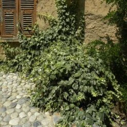 Lierre D'Alger Panaché Ou Hedera Algeriensis 'Gloire De Marengo' 9 Lierre D'Alger Panaché Ou Hedera Algeriensis 'Gloire De Marengo' -Jardin Entretien Magasin hedera gloire de marengo sur mur www.p pini res travers.fr 10 1000