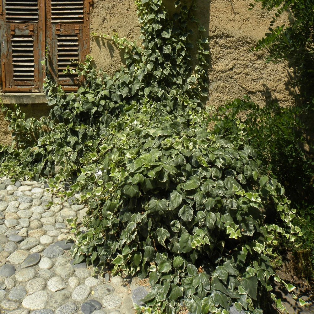 Lierre D'Alger Panaché Ou Hedera Algeriensis 'Gloire De Marengo' 4 Lierre D'Alger Panaché Ou Hedera Algeriensis 'Gloire De Marengo' – Image 4