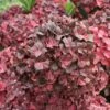 Hortensia Ou Hydrangea Macrophylla Chocolate EVER BELLES ® Hokomachoko