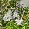 Solanum Jasminoïdes Ou Morelle Faux-jasmin