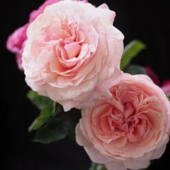 Rosier JEAN DE LA FONTAINE ® Meiffable -Jardin Entretien Magasin jean de la fontaine meiffable arty mi 1000